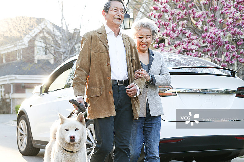 老年夫妇在户外遛狗图片素材