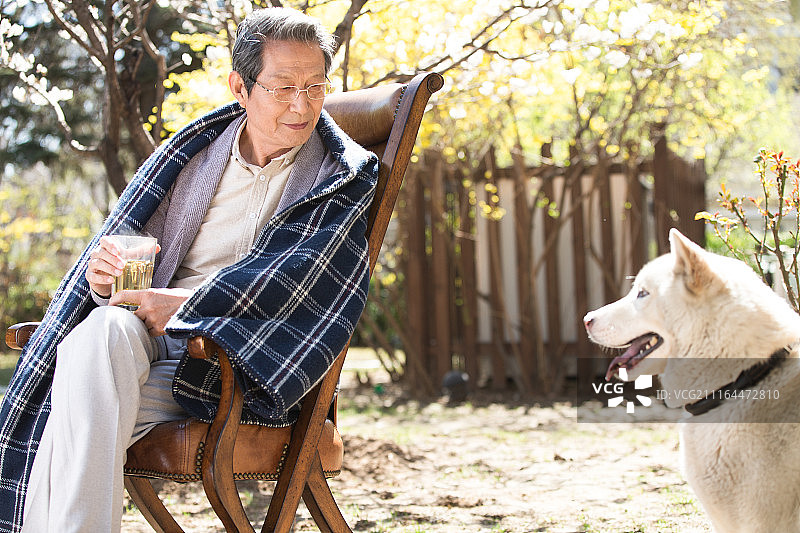 老年男人和萨摩犬图片素材