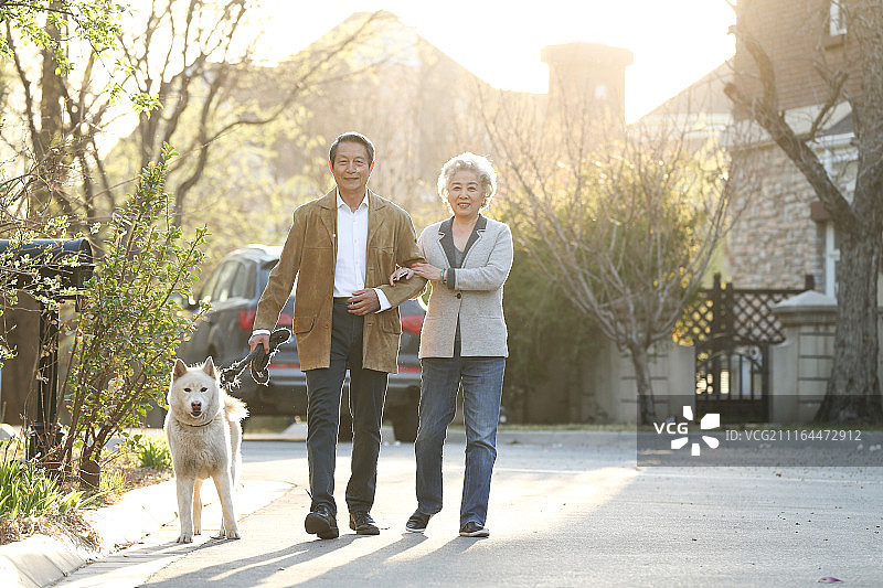 老年夫妇在户外遛狗图片素材