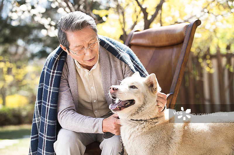 老年男人和萨摩犬图片素材
