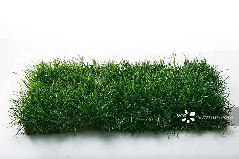 绿色的草皮图片素材