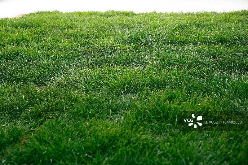 绿色的草皮图片素材