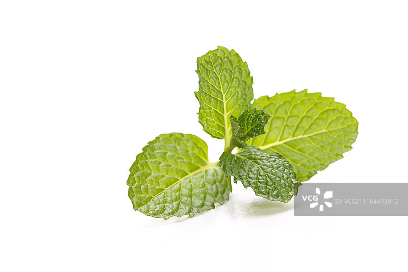 薄荷图片素材