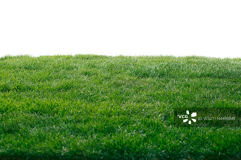 绿色的草皮图片素材