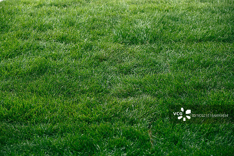 绿色的草地图片素材
