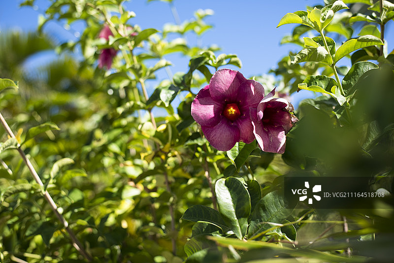 瓜德罗普桑特群岛圣布尔格的粉色鲜花自然摄影图片素材