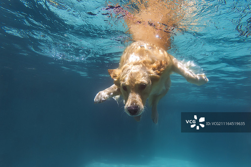 水下视角：狗在游泳池中游泳图片素材