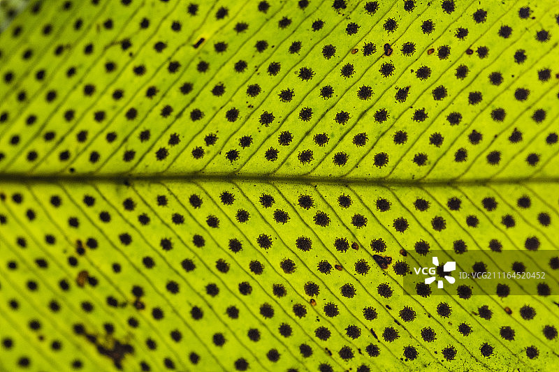 从下方看到的野生蕨类植物孢子的细节超近距离特写图片素材