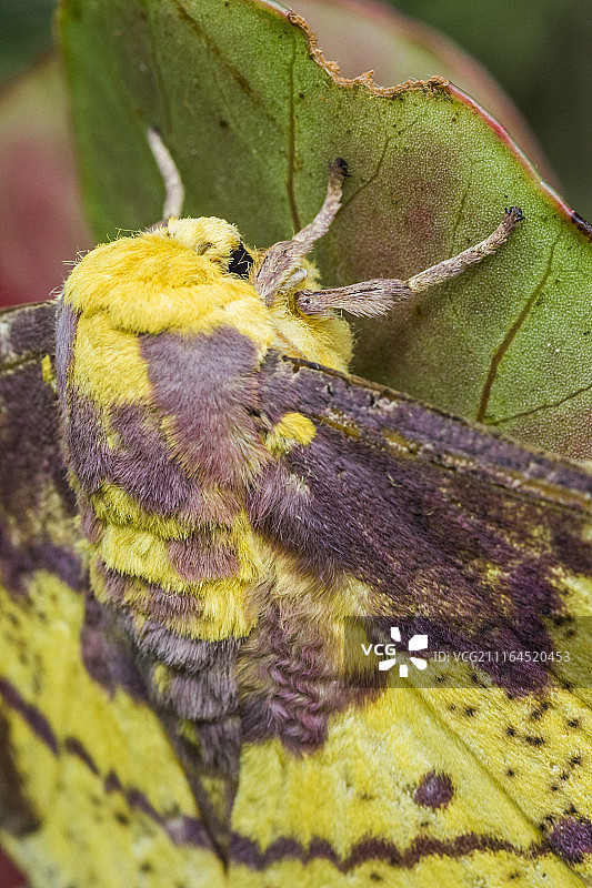巴西大西洋雨林中黄色棕色异国蛾特写图片素材