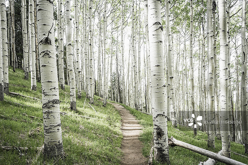 美国亚利桑那州旗杆镇的白杨树林自然风光图片素材