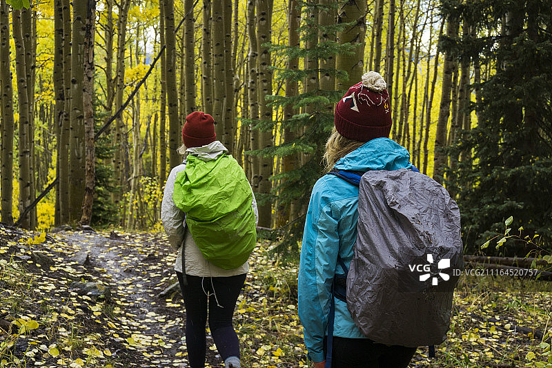 两名女性背包客在科罗拉多州白杨树森林中徒步旅行的背影图片素材