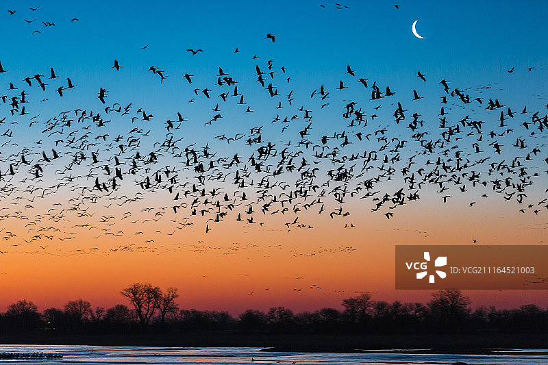 日落时分，美国内布拉斯加州科尔尼市普拉特河上空飞翔的沙丘鹤群剪影图片素材