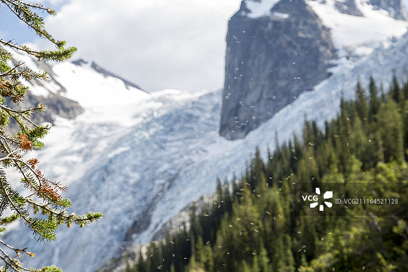 加拿大不列颠哥伦比亚省布加布冰川省立公园的蚊子图片素材