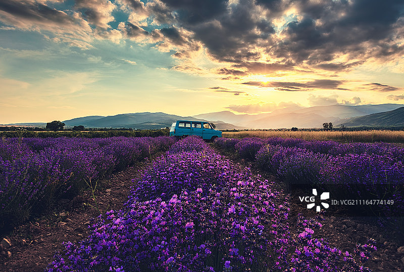 薰衣草田图片素材