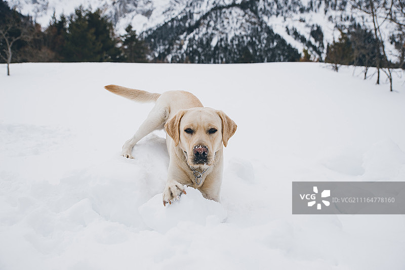 朋友们在雪山上和狗玩耍图片素材