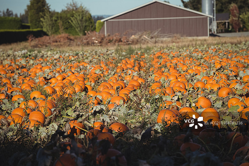 南瓜田景色图片素材