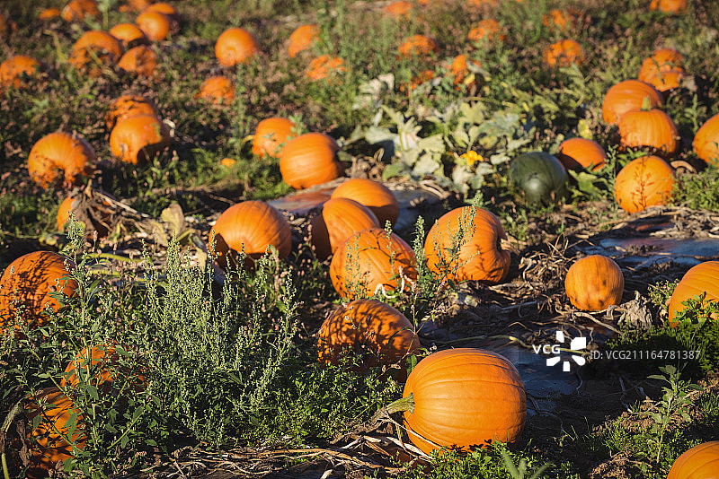 南瓜田景色图片素材
