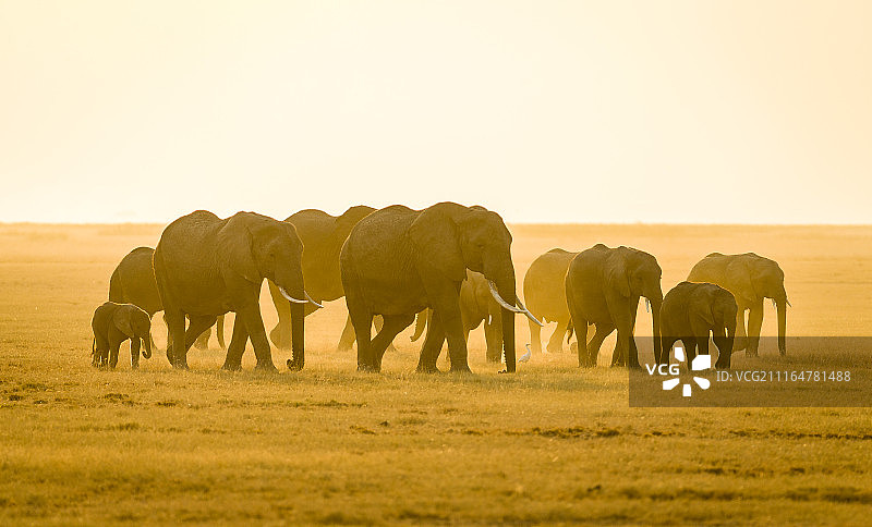 稀树草原上的非洲象群图片素材