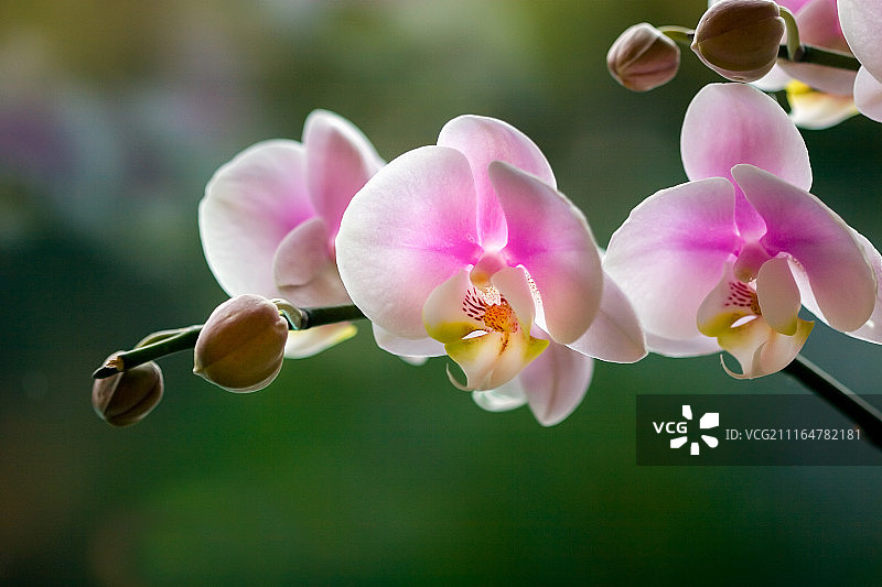 精致而坚韧图片素材