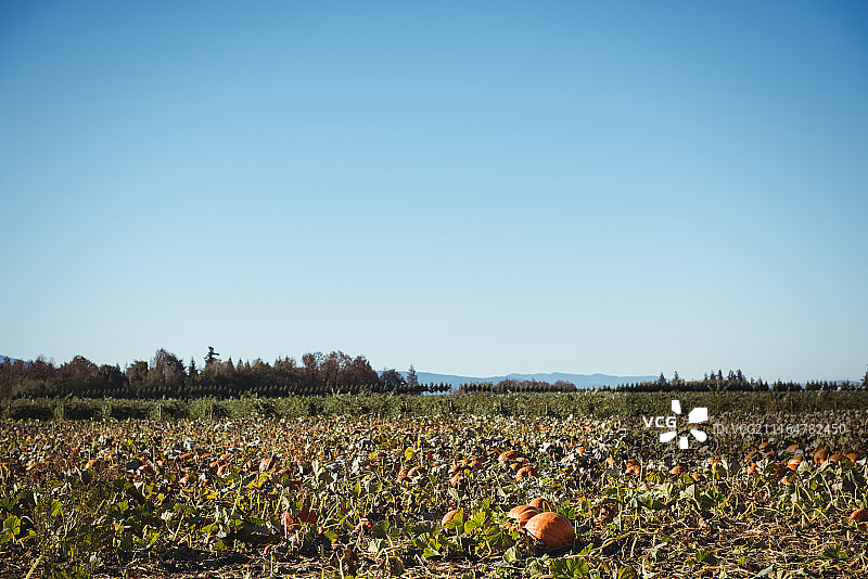 南瓜田景色图片素材