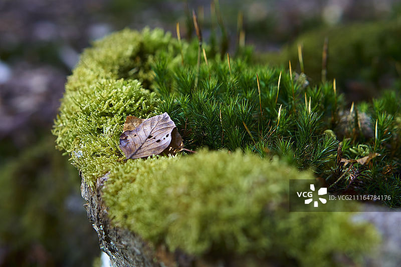 苔藓特写图片素材