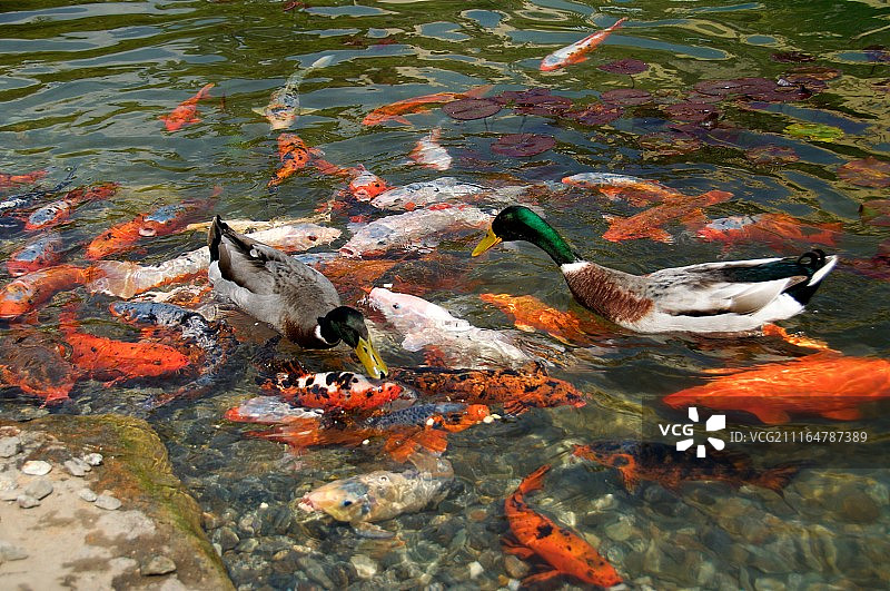 池塘里有鱼的两只鹅图片素材