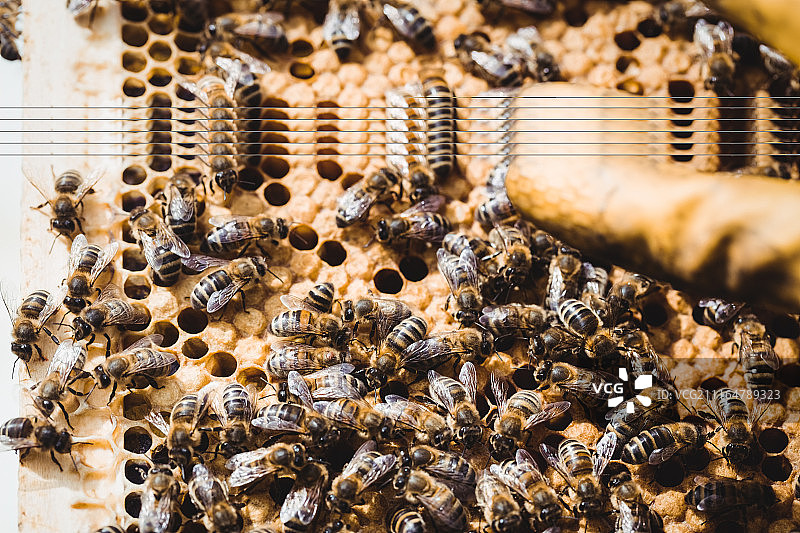 养蜂人手中的蜂巢框图片素材