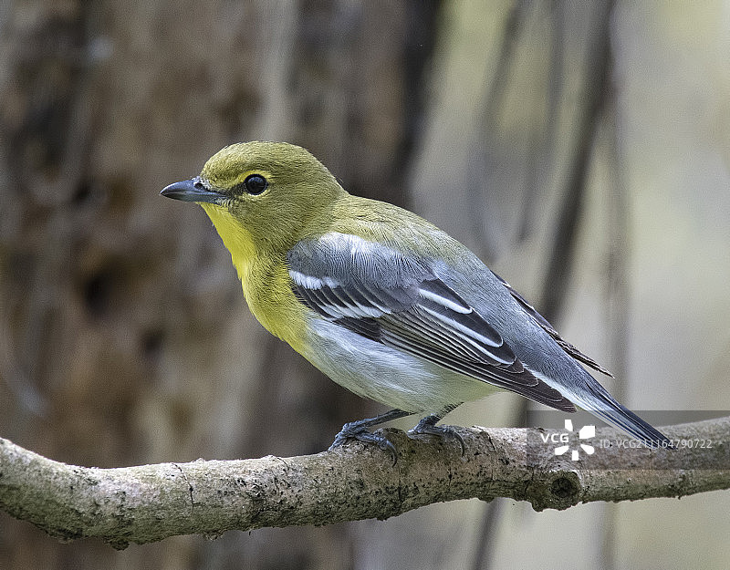 黄喉绿鹃图片素材