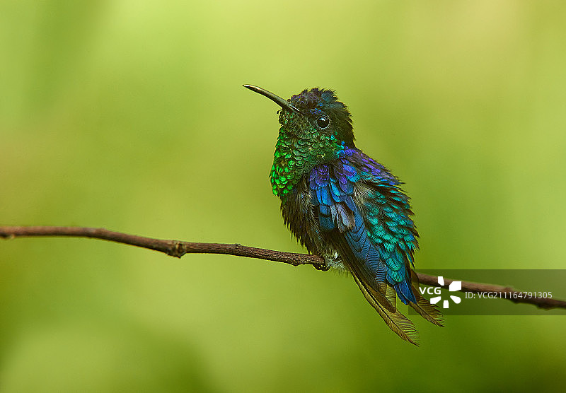 紫冠蜂鸟图片素材