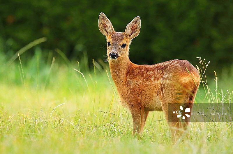 可爱的狍鹿幼崽图片素材