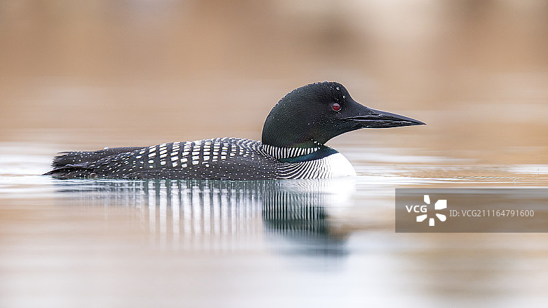 普通潜鸟图片素材