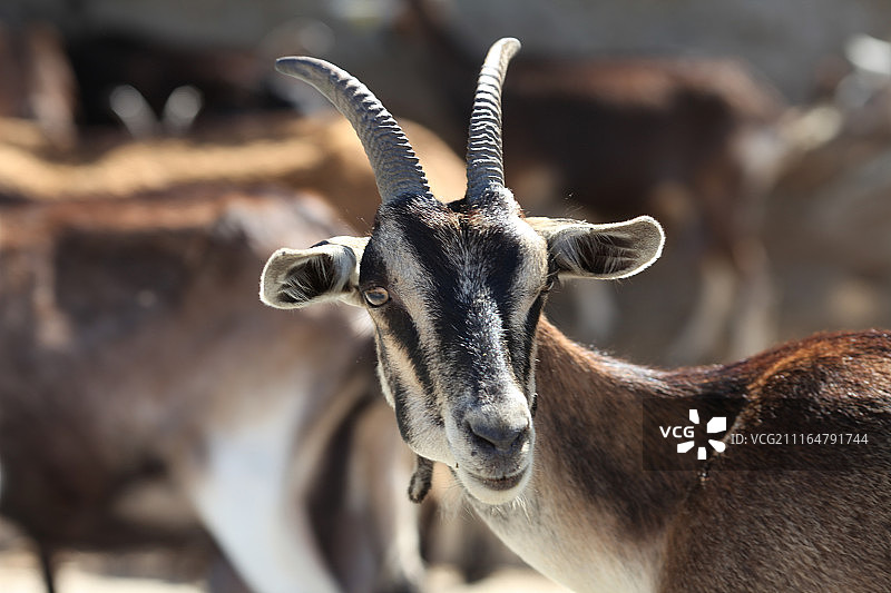 摄影图像图片素材