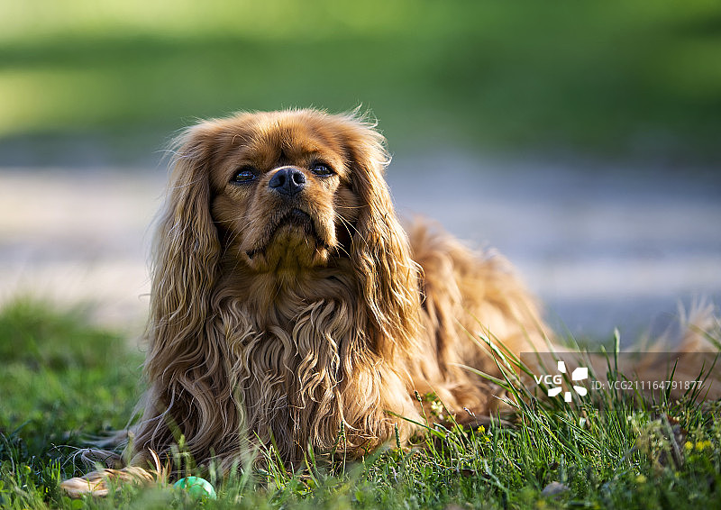 Jadore Des Princes De La For T Noire图片素材