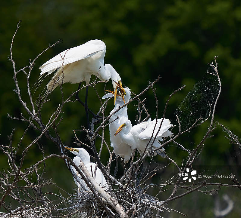 大白鹭与雏鸟图片素材