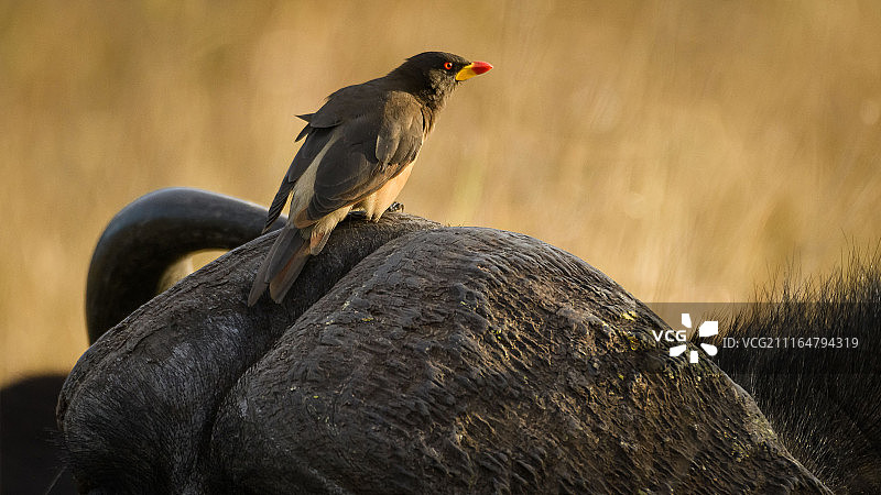 黄嘴牛椋鸟图片素材