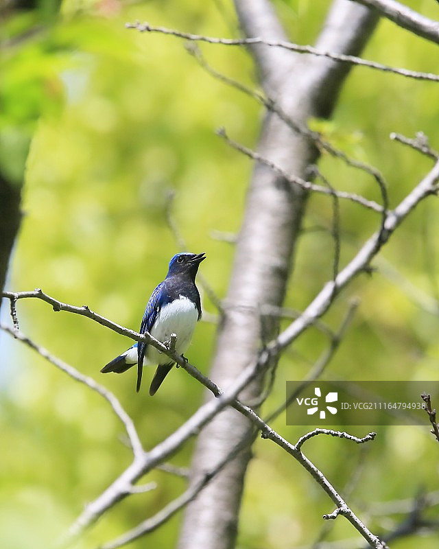 TERUJI NOBE摄影作品图片素材
