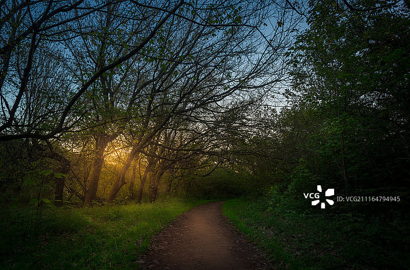 森林中空旷的道路图片素材