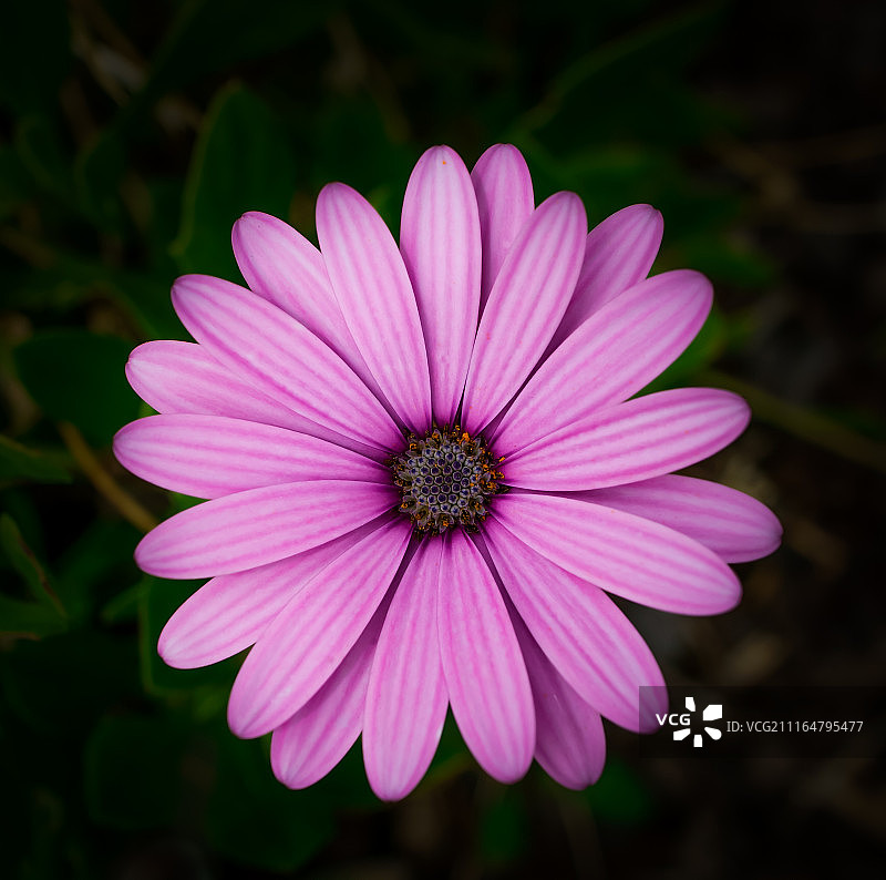 粉色之美图片素材