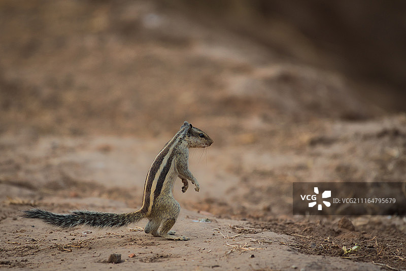 松鼠的景色图片素材