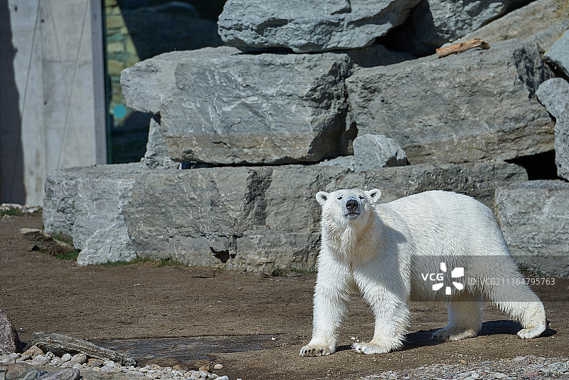 白人客人图片素材