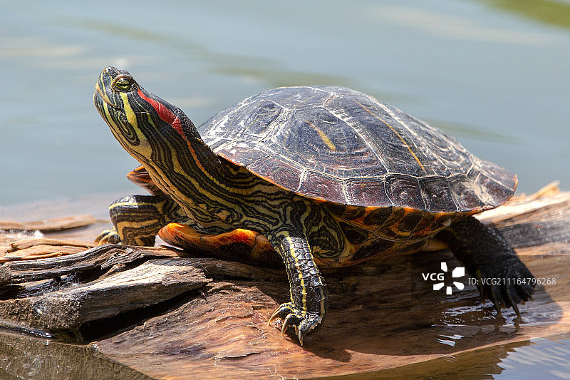 红海龟图片素材