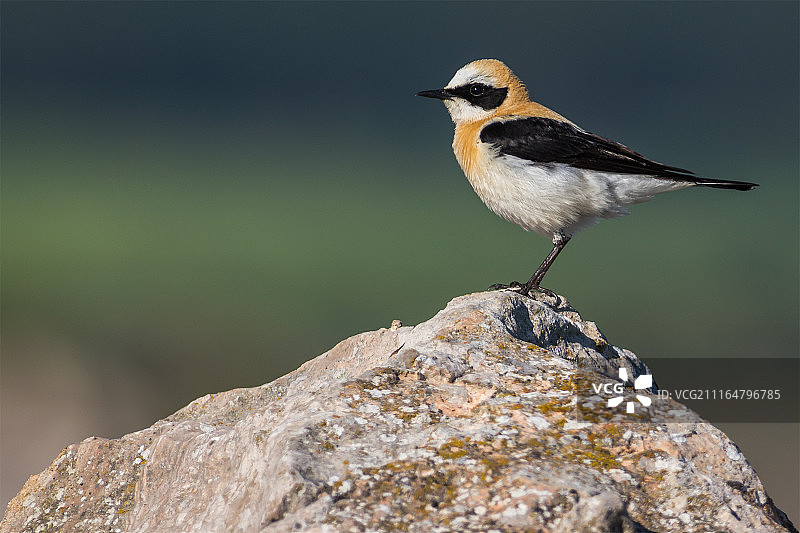 黑耳图片素材