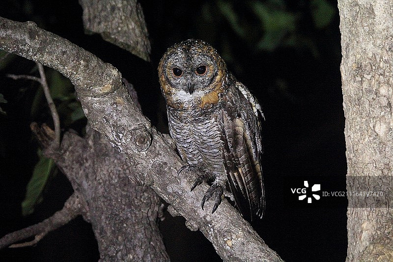 斑点木鸮图片素材