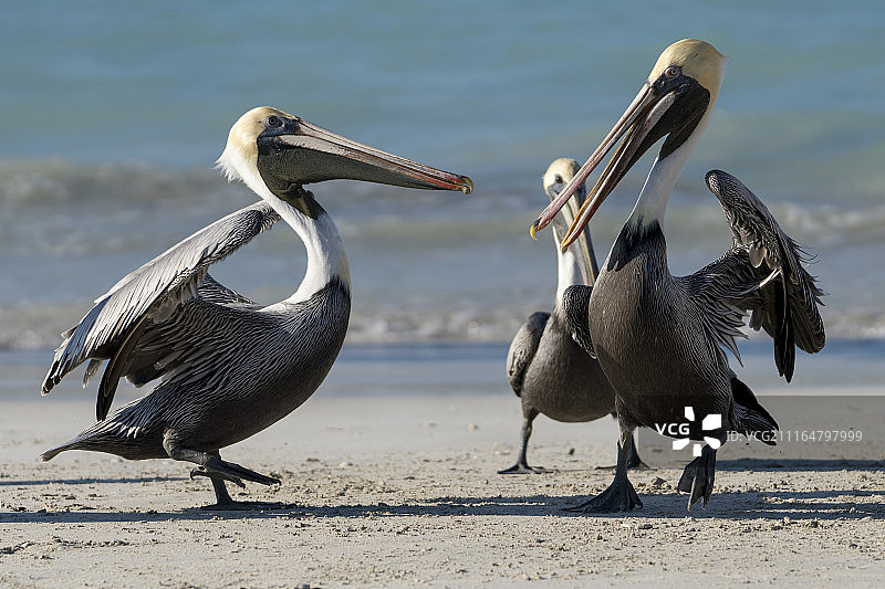 巴拉德罗的鹈鹕图片素材