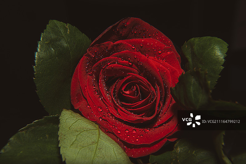 玫瑰情人节背景的特写微距镜头，带有水滴图片素材