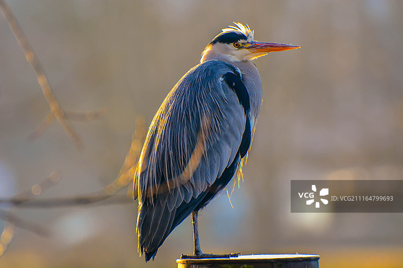 冬日阳光下的苍鹭图片素材