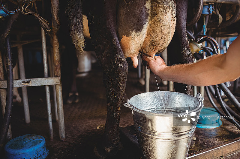 男人在挤牛奶图片素材