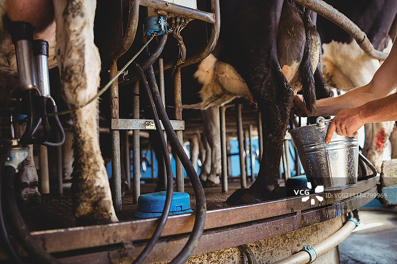 男人在挤牛奶图片素材