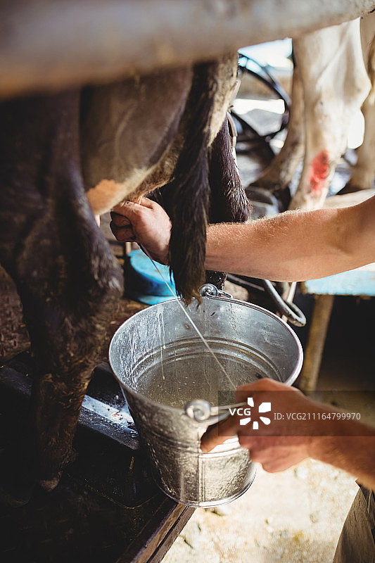 男人在挤牛奶图片素材