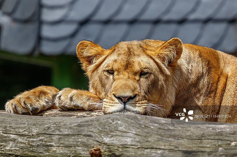 杜伊斯堡动物园图片素材